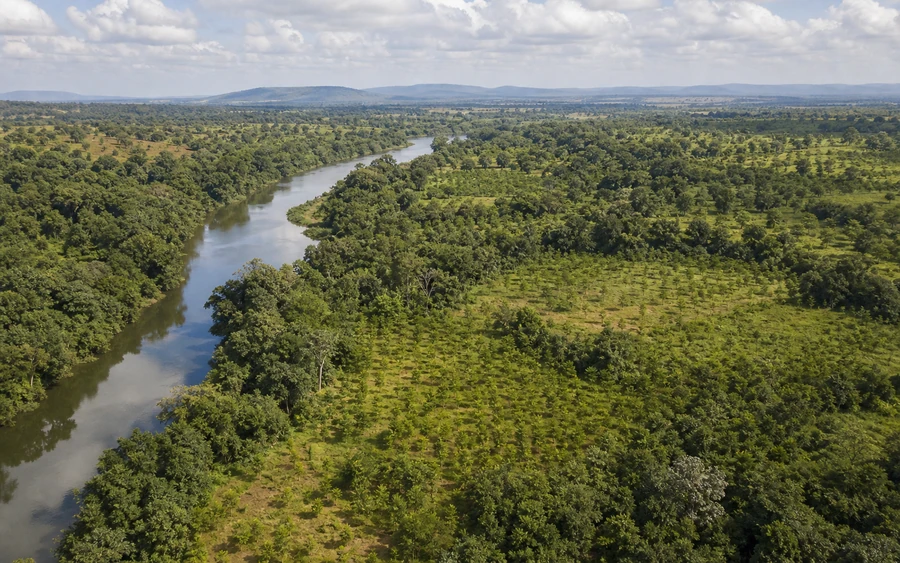 The Science Behind Tree Planting: Why Survival Rate Matters More Than Tree Count